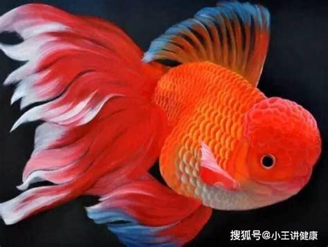 哪一種魚最好養|【什麼魚好養】新手養什麼魚好養？輕鬆養不死的懶人級觀賞魚